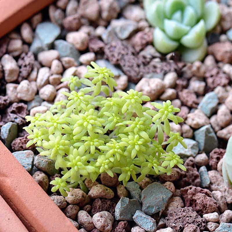 津沽园艺 黄金薄雪万年草 多肉植物 易爆盆多肉办公室植物绿植创意