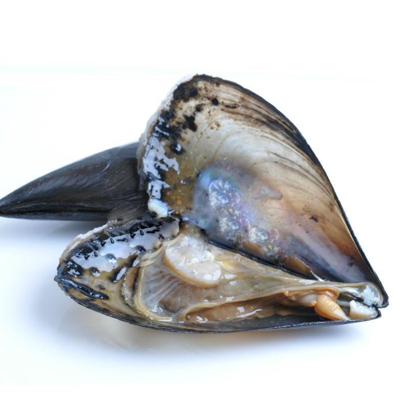 鲜贝 带子 贝类 海虹 新鲜带子 鲜活带子 长带子 约400g/只 大连海鲜