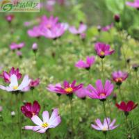 花卉种子花籽 波斯菊 格桑 秋英种子 阳台盆栽 