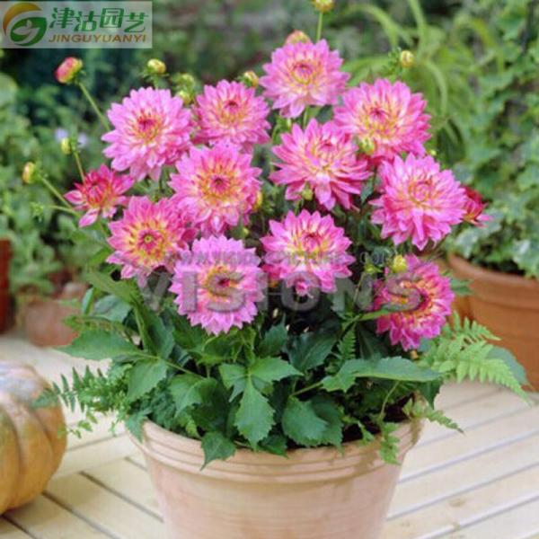 【生活日用 】大丽花块根 百丽画廊 进口品种 大丽花种球 花大色艳庭院阳台花园种植【价格 图片 品牌 报价】-苏宁易购