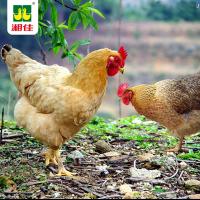 湘佳石门新鲜土鸡 活鸡现杀正宗农家散养母鸡