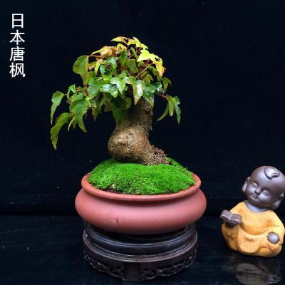 实物拍日本唐枫小叶红芽三角枫盆景盆栽室内室外绿植办公桌茶几_8