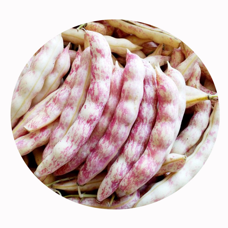 黄金勾豆角5斤东北黑龙江黄豆角翻白眼油豆角勾勾黄