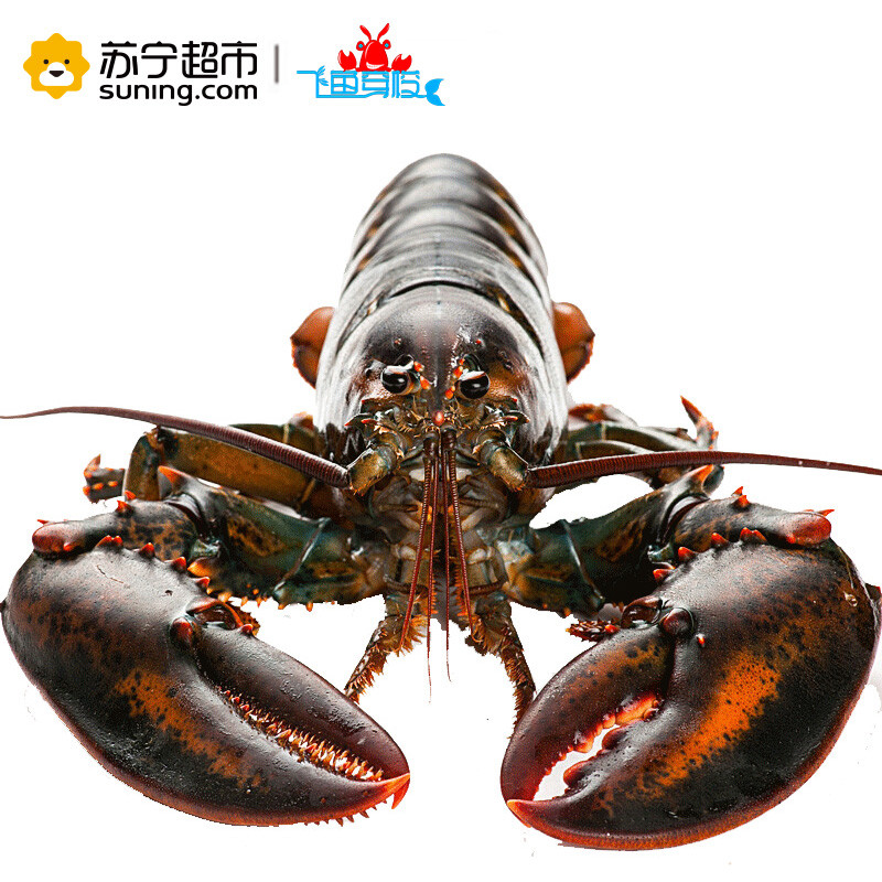 【苏宁生鲜】【活鲜】加拿大 鲜活波士顿龙虾 550-650g/只 海鲜水产 顺丰冷链