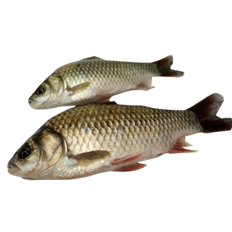 新鲜鲫鱼 鲜活淡水河鱼 活体现杀现发 1.5kg