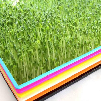 家庭蔬菜 芽菜芽苗菜 无土栽培绿色蔬菜 芽苗盘