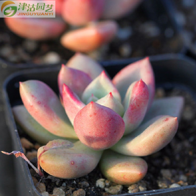 包邮 进口奇趣植物 多肉植物 奶油鳄梨 桌面肉肉室内花卉盆栽 多肉苗