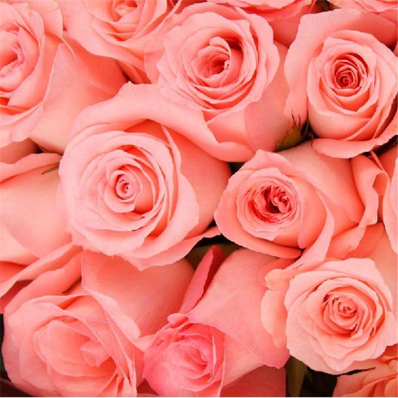 爱的印记 鲜花 99枝戴安娜粉玫瑰