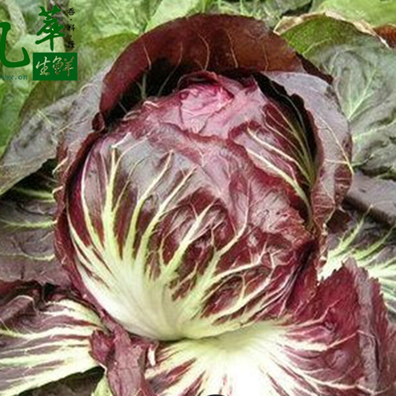 七果果 落地球生菜1kg 紫苣 红菊苣 沙拉菜 新鲜蔬菜