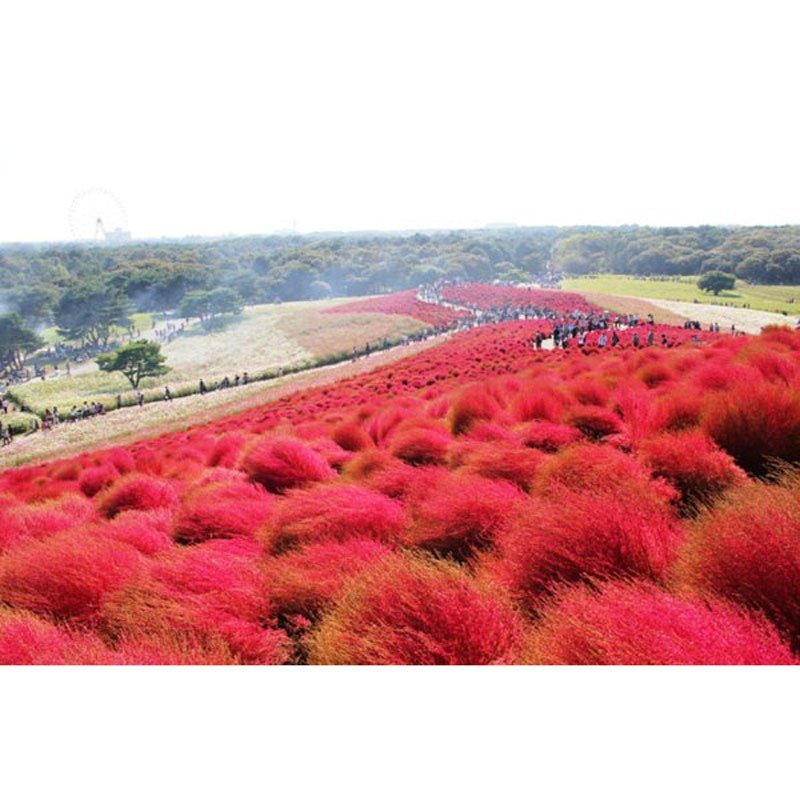 我要发芽 四季盆栽花卉观叶植物 红叶地肤种子 易种花草 对土壤要求不图片
