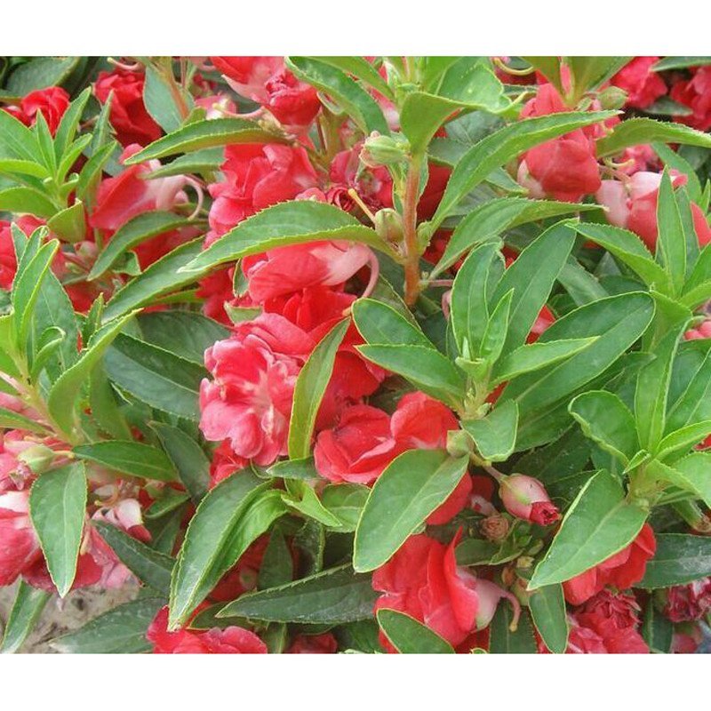 红茶花凤仙花种子 指甲花 大花重瓣 适于花坛 花径 花境 自然种植和