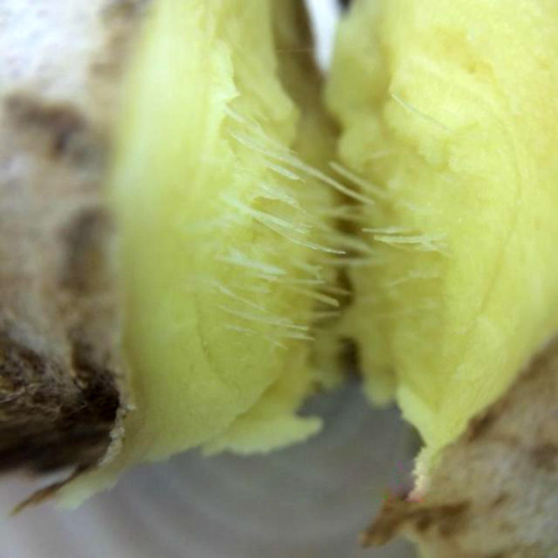 焦作河南山王庄镇2年原产散装老怀2斤装姜怀姜食品姜鲜姜原种窖藏姜防腐剂哪里生姜卖有图片