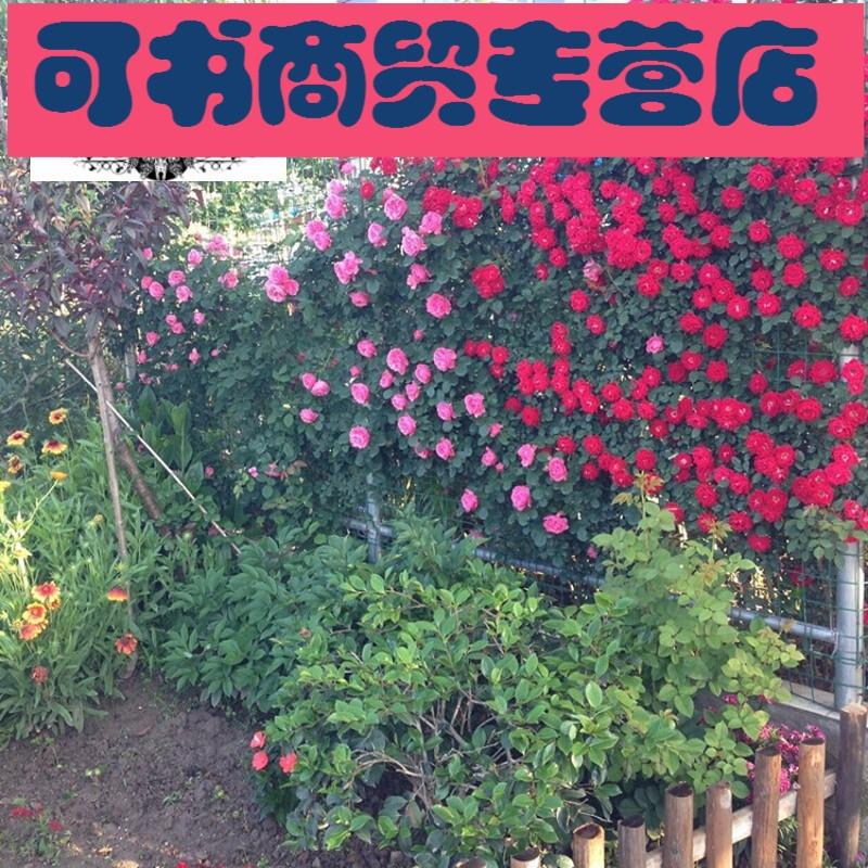 诚信庭院攀援爬藤植物藤本月季小女孩藤彩虹藤宝贝多花藤本月季花苗