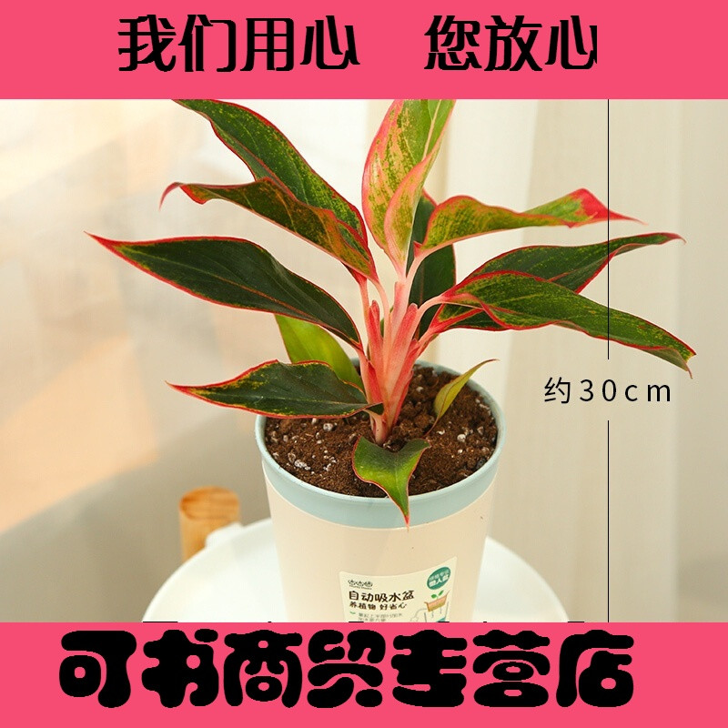 服务专营绿植盆栽植物室内办公室桌面花卉植物盆栽富贵竹竹柏万年红