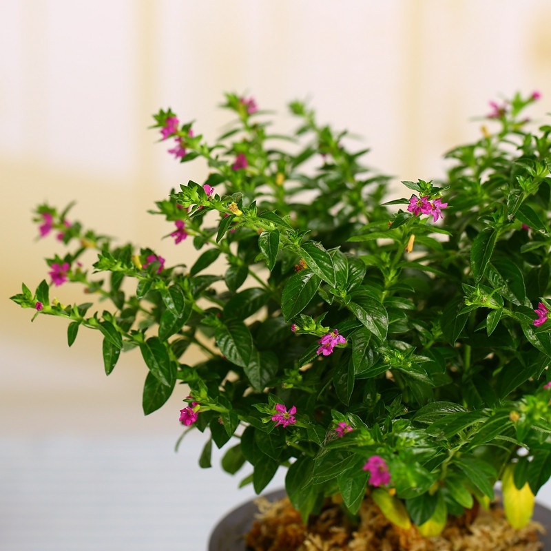 满天星盆栽植物室内绿植四季开花庭院阳台楼顶花卉驱蚊康乃馨植物