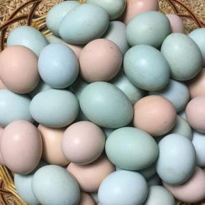 赛卡伊 10枚也 正宗新鲜溜达鸡土鸡蛋绿壳乌鸡蛋儿童营养蛋