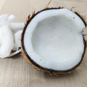 赛卡伊 海南新鲜椰子批发老椰子特产水果果园直达椰青煲汤用毛椰椰皇