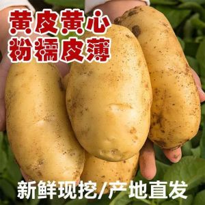 新鲜大土豆马铃薯黄皮土豆现挖现发应季蔬菜