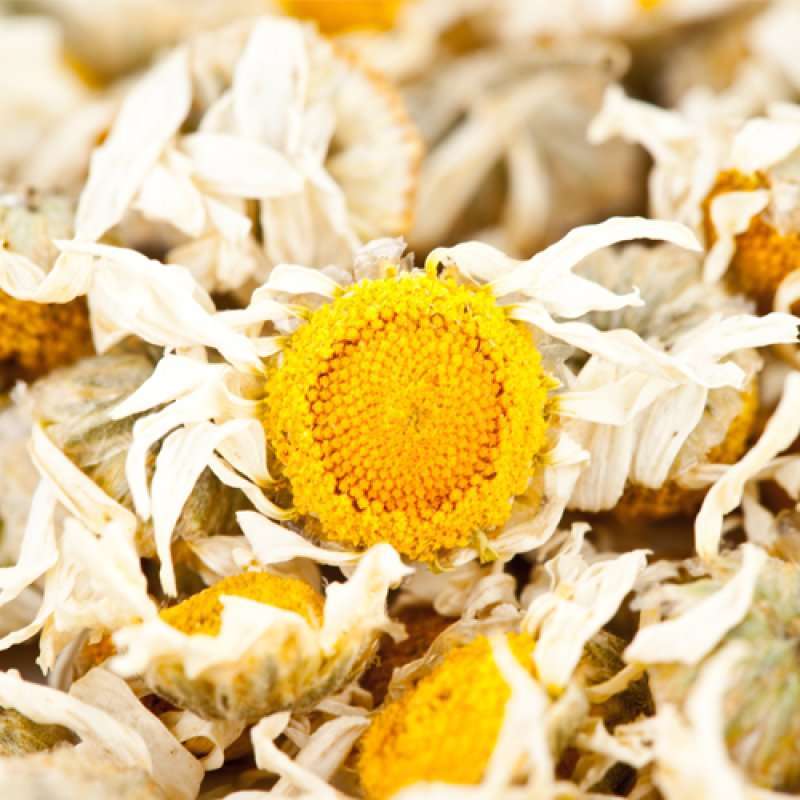 楼兰公主罗马洋甘菊60g