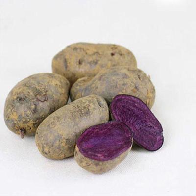 土豆姐姐 涌泉居生态马铃薯蓝色约翰河 富含花青素 有机好吃 营养价值