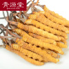 青源堂 冬虫夏草 精选3条/g 50g礼盒