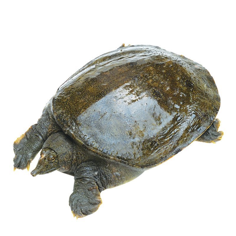 【苏宁自营】蟹灵阁 阳澄湖原生态甲鱼600g-700g 鲜活甲鱼 鳖1.2斤-1.4斤