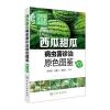现代蔬菜病虫害防治丛书--西瓜甜瓜病虫害诊治原色图鉴