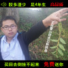 霍山铁皮石斛鲜条四年生石斛新鲜林下铁皮石斛枫斗胶质饱满渣少