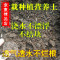 洋子（YangZi）苜蓿园五金种植土盆栽土种菜养花土壤发财树绿萝土牡丹兰花土辽宁吉林黑龙江_1 10斤营养土盆栽土种植土