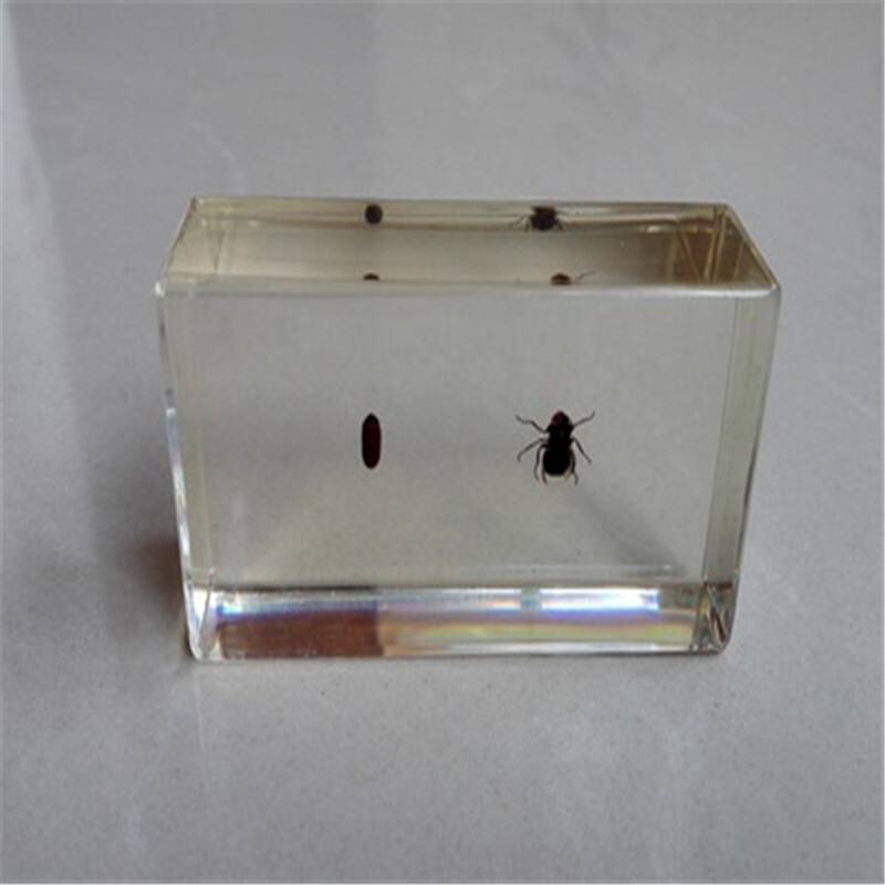 洋子（YangZi）人工琥珀摆件树脂包埋海洋标本蟹鱼螺虾生物教学创意礼物_3 4bb17-23-2