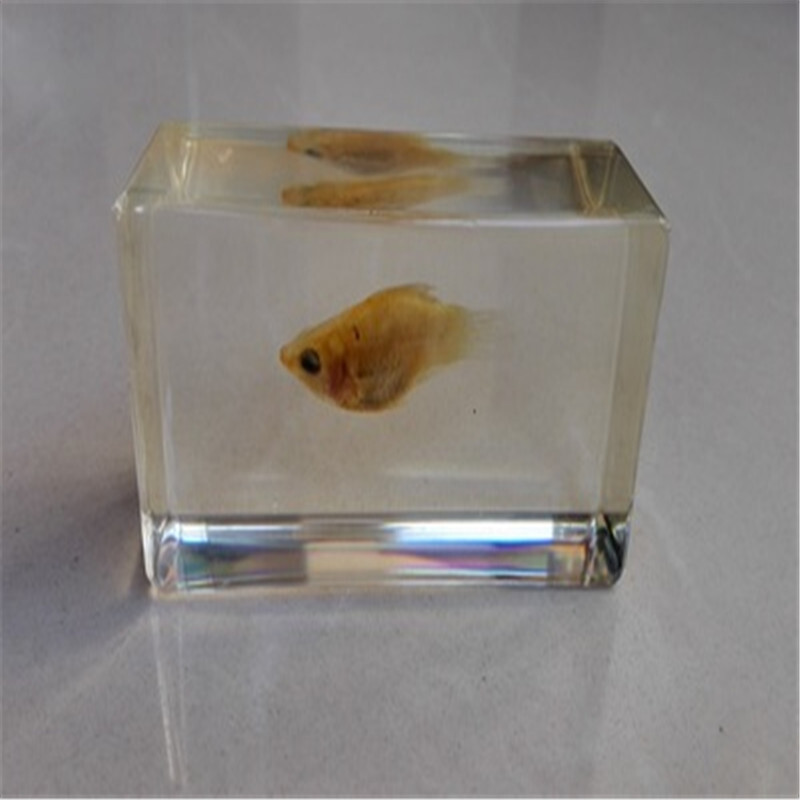 洋子（YangZi）人工琥珀摆件树脂包埋海洋标本蟹鱼螺虾生物教学创意礼物_3 4bb17-24