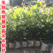 洋子（YangZi）无纺布花盆加厚育苗袋营养袋营养杯育苗杯营养钵植树袋定制_3 8x10(直径4.4x高7.8)五百个