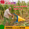 洋子（YangZi）四冲程小型玉米收割机秸秆割晒机辣椒大豆黄豆全新农用收割机_1 舜阳四冲程139FE（平地款）