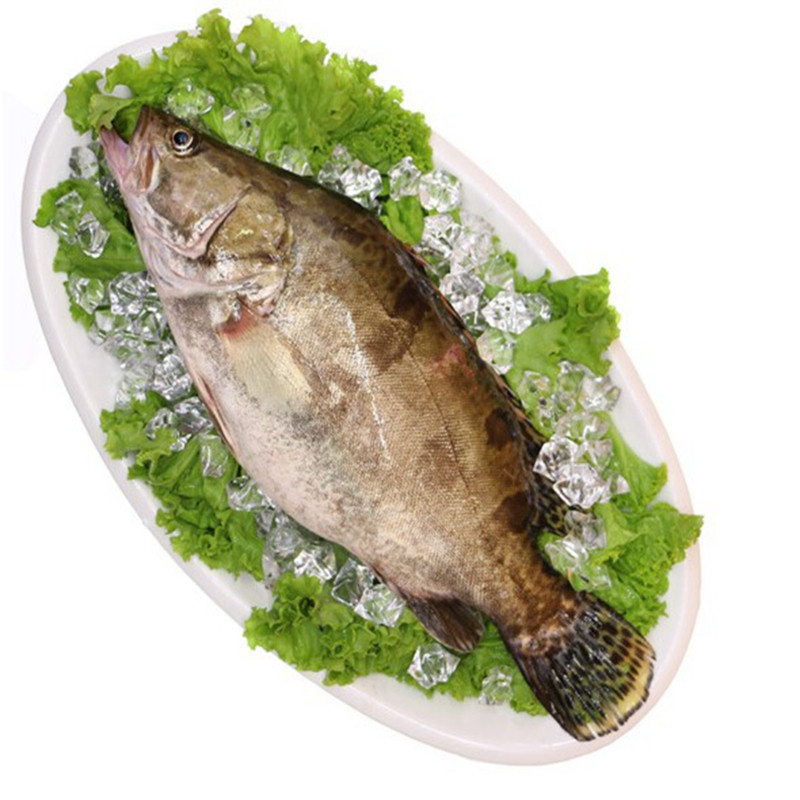 桂鱼500g1条新鲜鳜鱼贵鱼海鲜水产桂花鱼生鲜高清实拍图