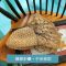 草帽沙滩帽子韩版女士夏天太阳帽镂空遮阳帽可折叠凉帽海边大檐帽_11 米色加密版
