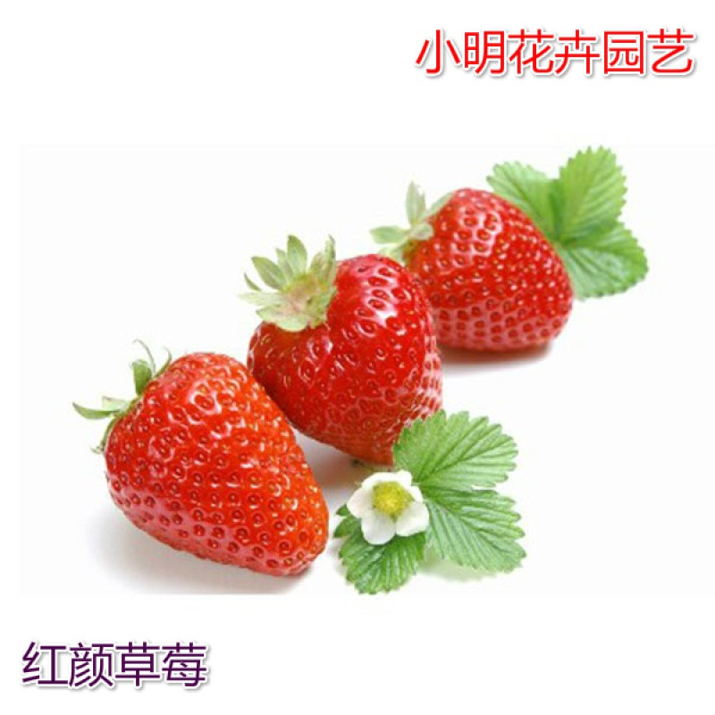 四季播种奶油草莓室内阳台盆栽春季蔬菜花卉水果菜籽大田 混装草莓2000粒+土+肥+盆+三件套