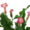 进花口彩色马蹄莲种球盆栽大球多年生球根花卉当年开花种子植物 白色