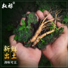权禄 鲜人参 10g