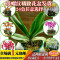 蝴蝶兰花苗花卉盆栽室内外客厅绿植物盆景君子兰春兰兰花四季开花_1 台北黄金