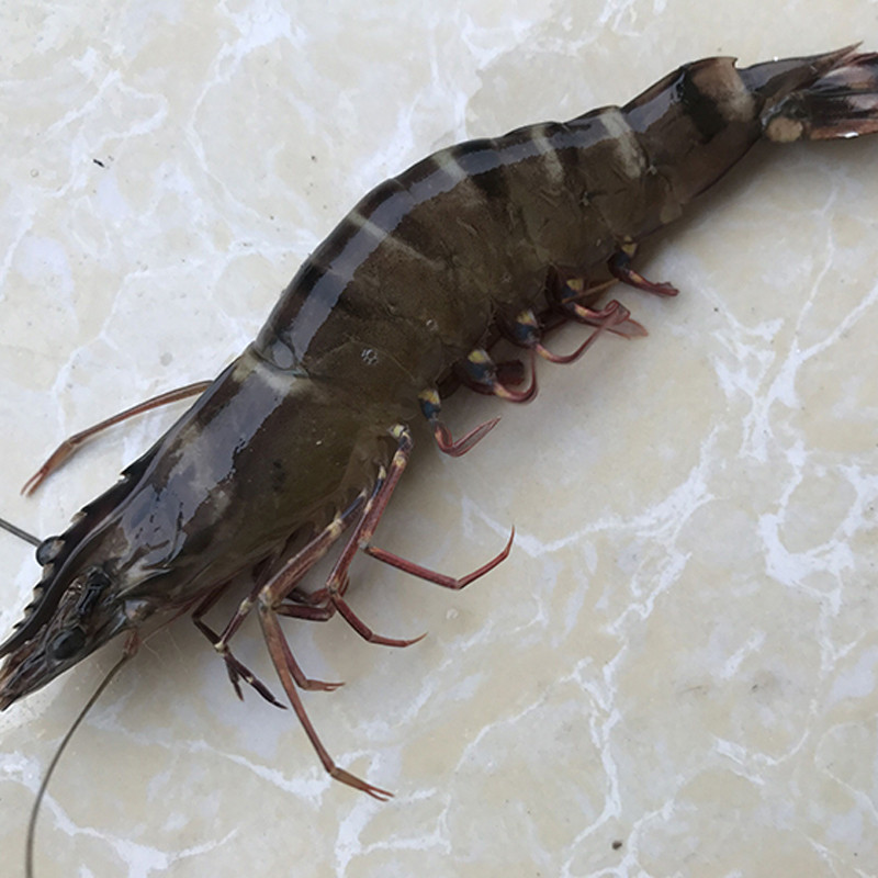 沈志雄 东山岛海鲜黑虎虾鲜活速冻盒装500g/盒 共2盒1000克高清实拍图