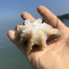 沈志雄 东山岛海鲜海捕小章鱼八爪鱼 盒冻 400g/盒 共2盒
