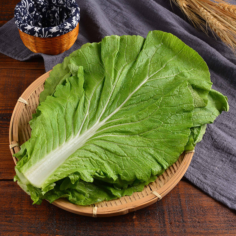 新鲜大白菜叶 饭包菜叶 20片装 包菜包饭白菜叶 蘸酱菜 东北特产饭包