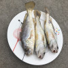 沈志雄东山岛海鲜海钓白姑鱼鲜活速冻像黄花鱼5-6条/袋共1000g