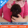 麦比佳 暹罗猫幼猫 纯种血统泰国暹罗猫幼崽活物猫咪幼崽宠物活体暹罗小猫挖煤工海豹重点经典色短毛猫公母有视频选猫空运直达