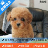 麦比佳MOBIUS 布偶猫 纯种布偶宠物猫咪活体幼崽 长毛猫 网红仙女猫猫 双血统赛级名猫海豹双色蓝双重点色蓝眼睛有视频