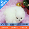 麦比佳 纯种哈多利系球体博美犬活体动物 茶杯博美犬 日系俊杰双血统长不大的茶杯狗白色博美犬 赛级博美犬活体狗狗终身包纯种