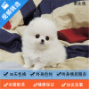 麦比佳 纯种哈多利系球体博美犬活体动物 茶杯博美犬 日系俊杰双血统长不大的茶杯狗白色博美犬 玩具博美犬活体狗狗纯种博美犬