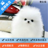 麦比佳 纯种哈多利系球体博美犬幼犬俊介 茶杯博美犬 日系俊杰双血统长不大的茶杯狗白色博美犬 赛级博美犬活体日系纯种俊介犬