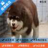 麦比佳 纯种巨型阿拉斯加幼犬活体宠物 熊版十字脸阿拉斯加雪橇犬 双血统烟灰色桃脸阿拉斯加幼崽 巨大型雪橇犬阿拉斯加犬2