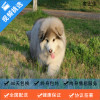 麦比佳 纯种巨型阿拉斯加幼犬活体宠物 熊版十字脸阿拉斯加雪橇犬 双血统烟灰色桃脸阿拉斯加幼崽 巨大型雪橇犬阿拉斯加犬23